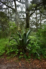 Agave atrovirens