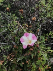 Calystegia macrostegia