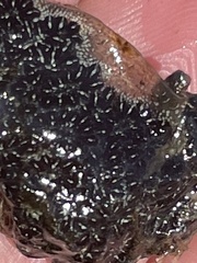 Botryllus schlosseri