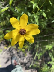 Coreopsis major