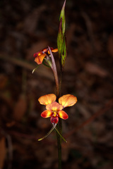 Diuris