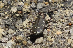 Cicindela oregona