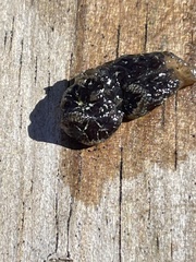 Botryllus schlosseri