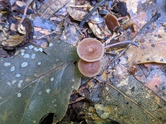 Collybiopsis biformis