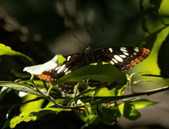 Limenitis lorquini