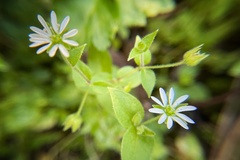 Stellaria aquatica