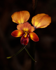 Diuris