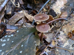 Collybiopsis biformis