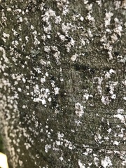 Cryptococcus fagisuga