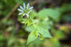 Stellaria aquatica