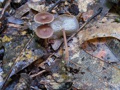 Collybiopsis biformis