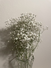Gypsophila paniculata