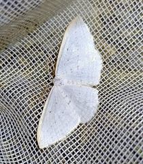 Orthoclydon praefectata