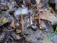 Collybiopsis biformis