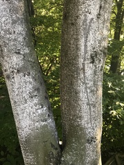 Cryptococcus fagisuga