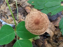 Collybiopsis subnuda