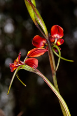 Diuris