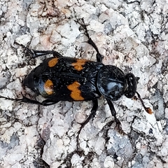 Nicrophorus orbicollis