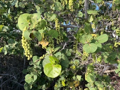 Coccoloba uvifera