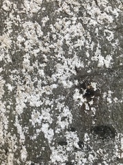 Cryptococcus fagisuga