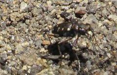 Cicindela oregona