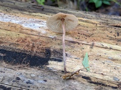 Collybiopsis subnuda