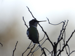 Archilochus colubris