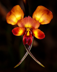 Diuris
