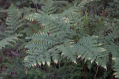 Pteridium pinetorum