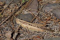 Austracris guttulosa