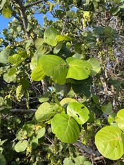 Coccoloba uvifera