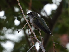 Archilochus colubris