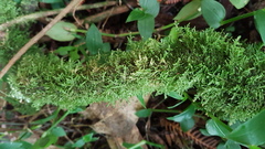 Eurhynchium