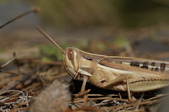 Austracris guttulosa