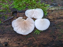 Crepidotus malachius