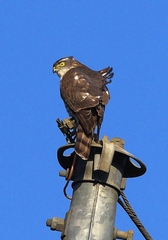 Accipiter gularis