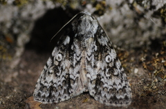 Acronicta marmorata