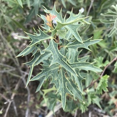 Berberis trifoliolata