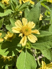 Melampodium divaricatum