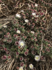 Mesembryanthemum crystallinum