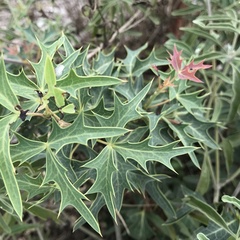 Berberis trifoliolata