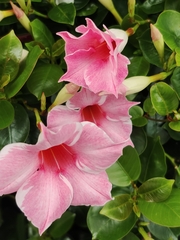Mandevilla sanderi