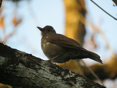 Turdus leucomelas