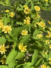 Melampodium divaricatum