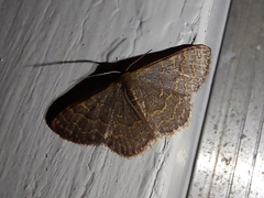 Leptostales pannaria