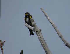 Setophaga coronata auduboni