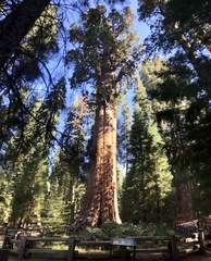 Sequoiadendron giganteum