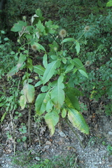 Dipsacus strigosus