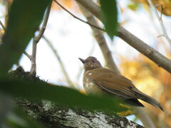 Turdus leucomelas