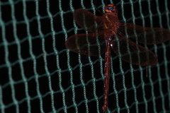 Aeshna grandis